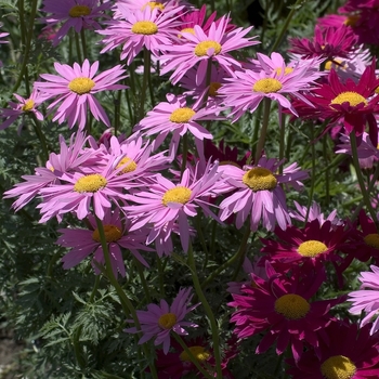 Tanacetum coccineum - 'Robinson's Mixture' Painted Daisy