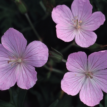 Geranium clarkei - 'Kashmir Pink' Cranesbill