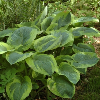 Hosta - 'Frances Williams' Hosta, Plantain Lily