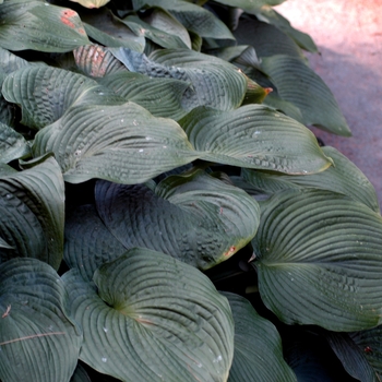 Hosta - 'Blue Angel' Hosta, Plantain Lily