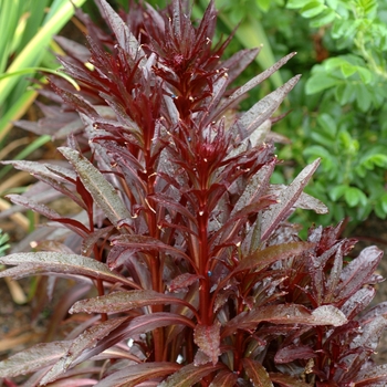 Lobelia fulgens - 'Queen Victoria'