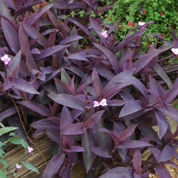 Setcreasea pallida - 'Purple' Purple Heart