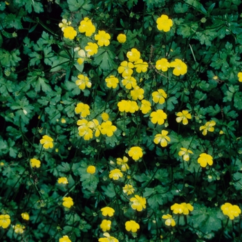 Ranunculus repens - Buttercup