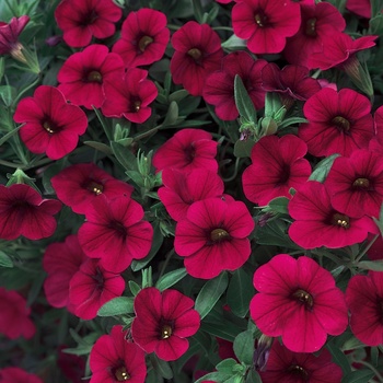 Calibrachoa - Superbells® 'Red'