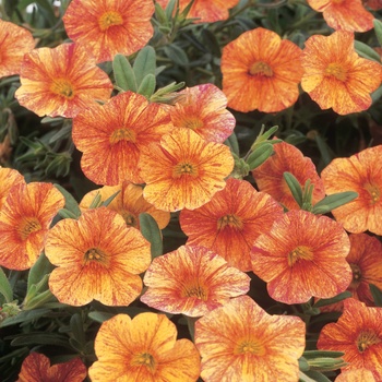Calibrachoa - Superbells&reg; ''Tequila Sunrise''