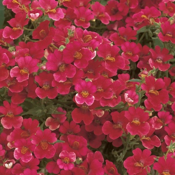 Nemesia - Sunsatia® ''Cranberry''