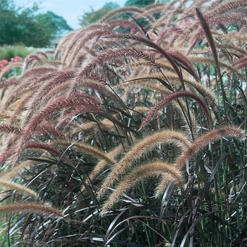 Pennisetum setaceum (Purple Fountain Grass) - Graceful Grasses® 'Rubrum'