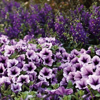 Petunia - Supertunia® 'Bordeaux™'