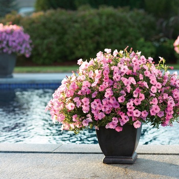 Petunia - Supertunia Vista® ''Bubblegum®''