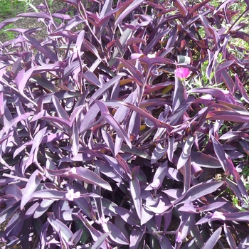 Setcreasea pallida - 'Purple Heart' Wandering Jew