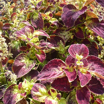 coleus scutellarioides - ColorBlaze® ''Dipt in Wine''