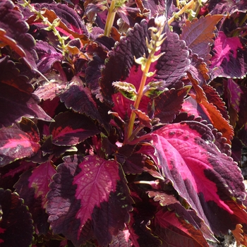 coleus scutellarioides - ''Kingswood Torch''