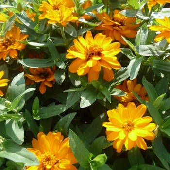 Zinnia - Profusion 'Double Golden'