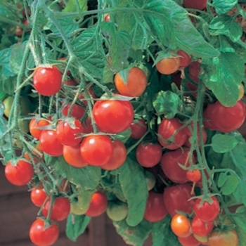 Lycopersicon esculentum (Tomato) - Culinary Couture™ 'Tumbling Tom Red'