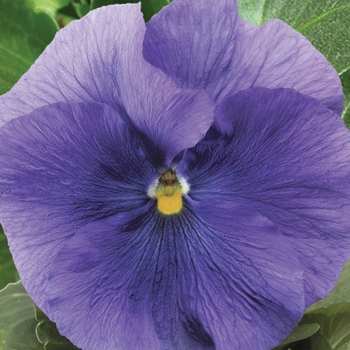 Viola x wittrockiana (Pansy) - Delta™ Premium 'Pure Light Blue'