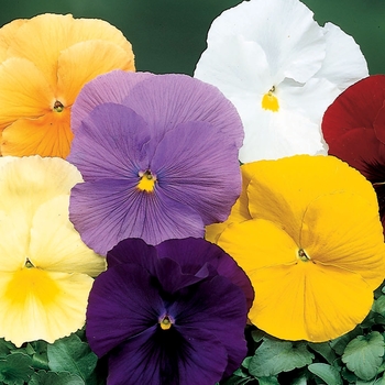 Viola x wittrockiana (Pansy) - Delta™ 'Pure Colors Mix'