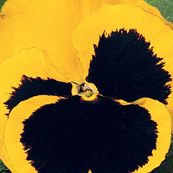 Viola x wittrockiana (Pansy) - Delta™ Premium 'Yellow w/Blotch'