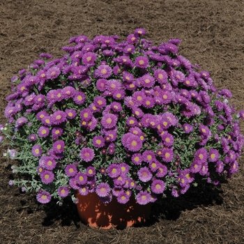 Aster novi-belgii - ''Magic™ Purple''