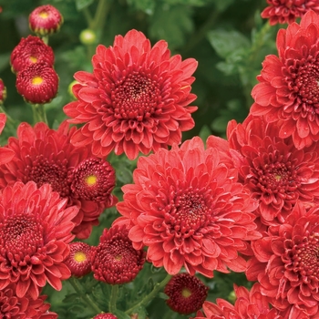 Chrysanthemum x morifolium - ''Jolly Cheryl Red'' Garden Mum