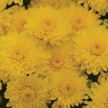 Chrysanthemum x morifolium - ''Sparkling Cheryl Yellow'' Garden Mum