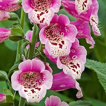 Digitalis purpurea - 'Foxy' Foxglove