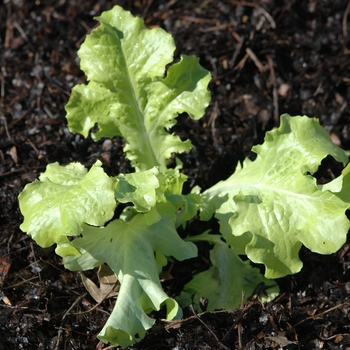 Lactuca sativa - 'Saladbowl' Lettuce