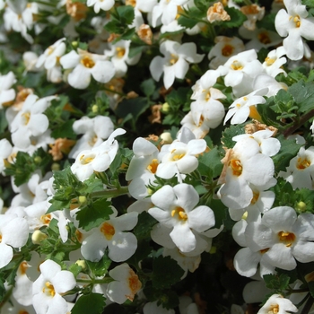 Sutera - ''Bahia White Night'' Bacopa