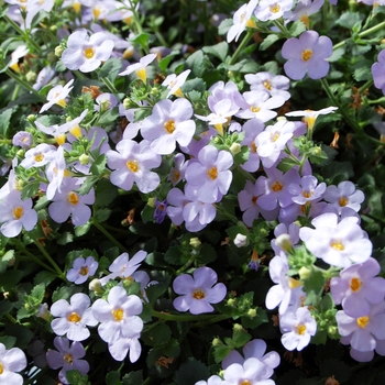 Sutera - ''Bahia Lavender Blue'' Bacopa