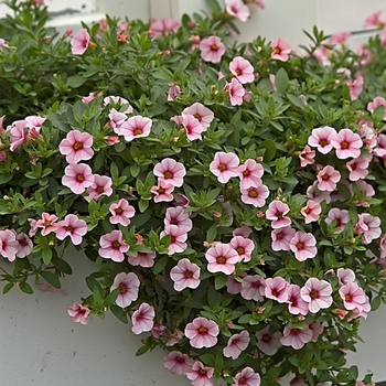 Calibrachoa - Superbells&reg; 'Cherry Blossom'