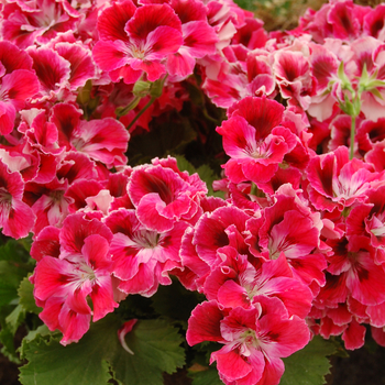 Pelargonium x domesticum (Regal Geranium) - Elegance™ ''Red Velvet''