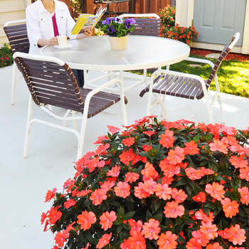 Impatiens - SunPatiens® Corona