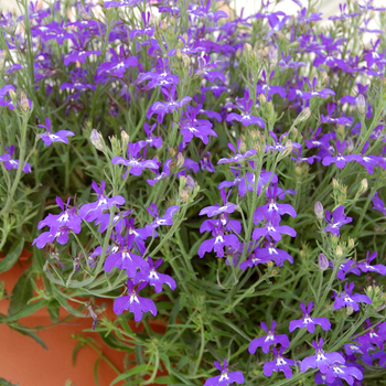 Lobelia erinus - Hot&reg; 'Blue w/Eye'