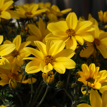 Bidens ferulifolium - 'Bidy Gonzales Yellow'