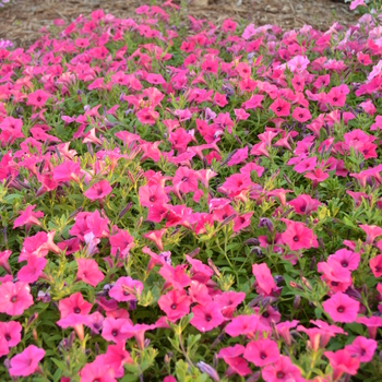 Petunia - Supertunia Vista® 'Fuchsia'