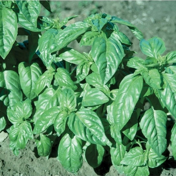 Ocimum basilicum - 'Italian Large Leaf' Basil