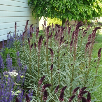 Lysimachia atropurpurea - 'Beaujolais' Loosestrife