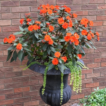 Impatiens - SunPatiens® Electric Orange