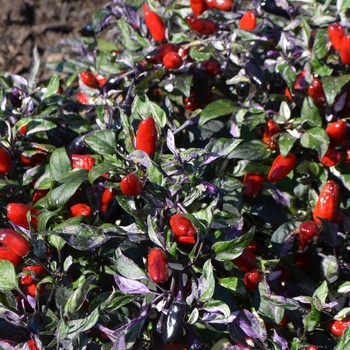 Capsicum annuum - 'Calico' Calico Ornamental Pepper