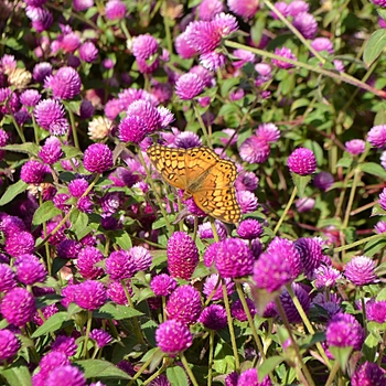 'Pinball Purple' Globe Amaranth -Gomphrena 