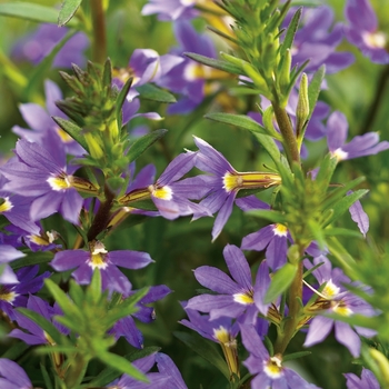 Scaevola aemula (Fan Flower) - Whirlwind® 'Blue'