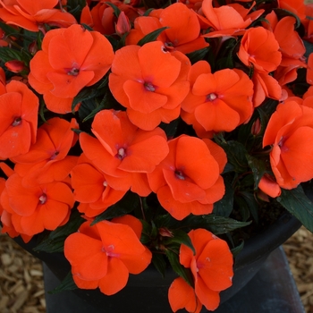 Impatiens - 'Magnum Orange' New Guinea Impatiens