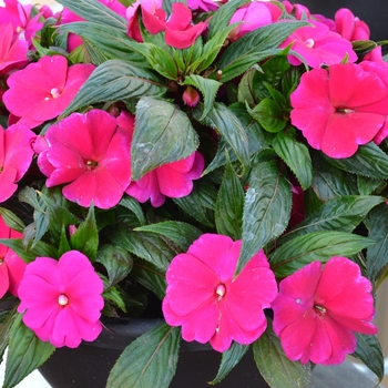 Impatiens - 'Magnum Purple' New Guinea Impatiens