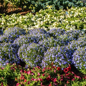 Lobelia erinus - 'Bella Aqua'