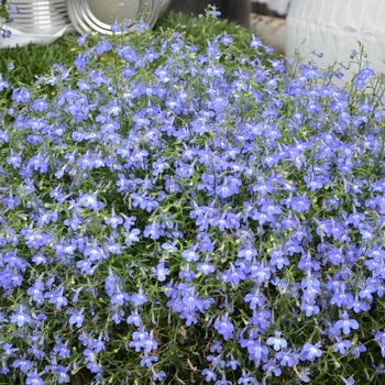 Lobelia erinus (Trailing Lobelia) - Hot&reg; 'Navy Blue'