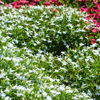 Lobelia erinus (Trailing Lobelia) - Hot&reg; 'Igloo'