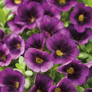 Calibrachoa - Superbells® 'Grape Punch™'