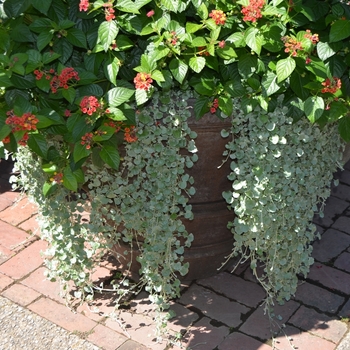 Dichondra argentea - 'Silver Falls™'