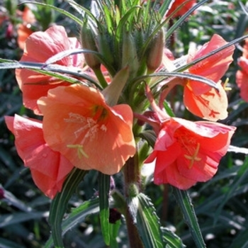 Oenothera versicolor - 'Sunset Boulevard' Sundrop