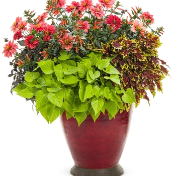 coleus scutellarioides - ColorBlaze® 'Royale Apple Brandy®'