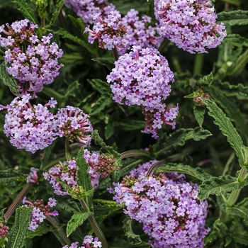 Verbena bonariensis - Meteor Shower®